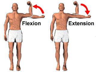 Flexion decreasing the angle between two joints.