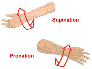 Supination rotating forearm laterally, turning hand up.