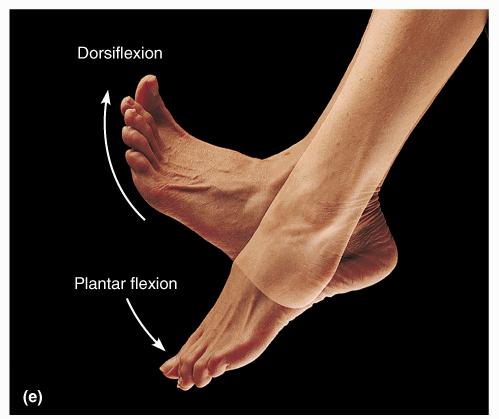 Dorsiflexion moving the top of the foot toward the shin.
