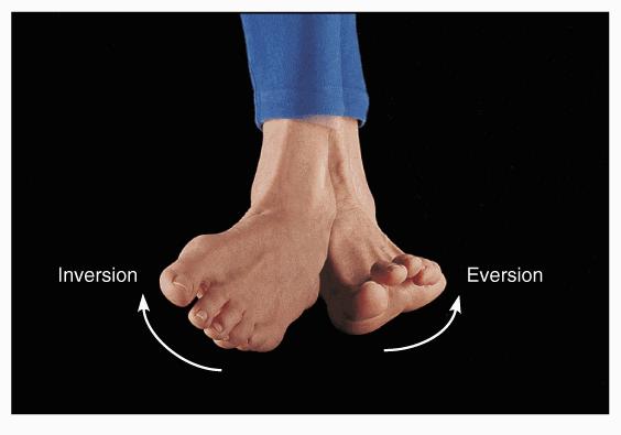 Inversion lifting the medial border of the foot.