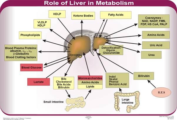 The Liver & Gallbladder The liver has been shown to have