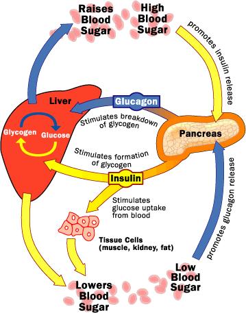 Glycogenesis vs Glycogenolysis Glycogenesis: when blood glucose is high, pancreas secretes insulin, and liver converts excess blood glucose into glycogen (starch granules) Glycogenolysis: if blood