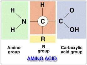 20 Amino Acids There are 20 amino acids.
