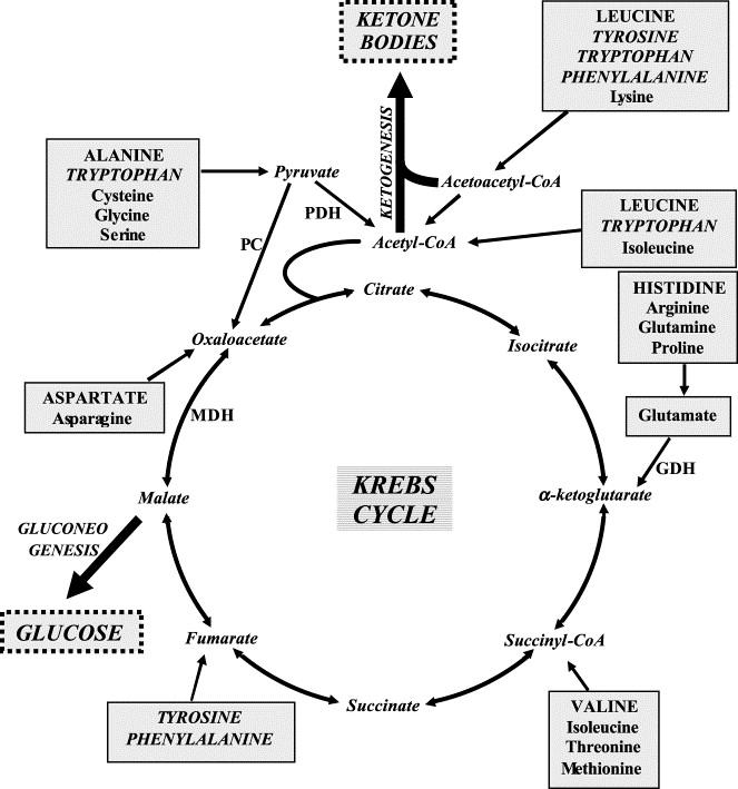 Keto acids enter the Krebs Cycle Amino acids are transaminated to make keto acids. Each keto acid can enter the Krebs Cycle at its appropriate points.