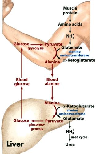 Alanine from muscles for Gluconeogenesis During starvation (when glycogen stores are depleted in the liver), muscles will break down its proteins into AAs and form the AA, glutamate.