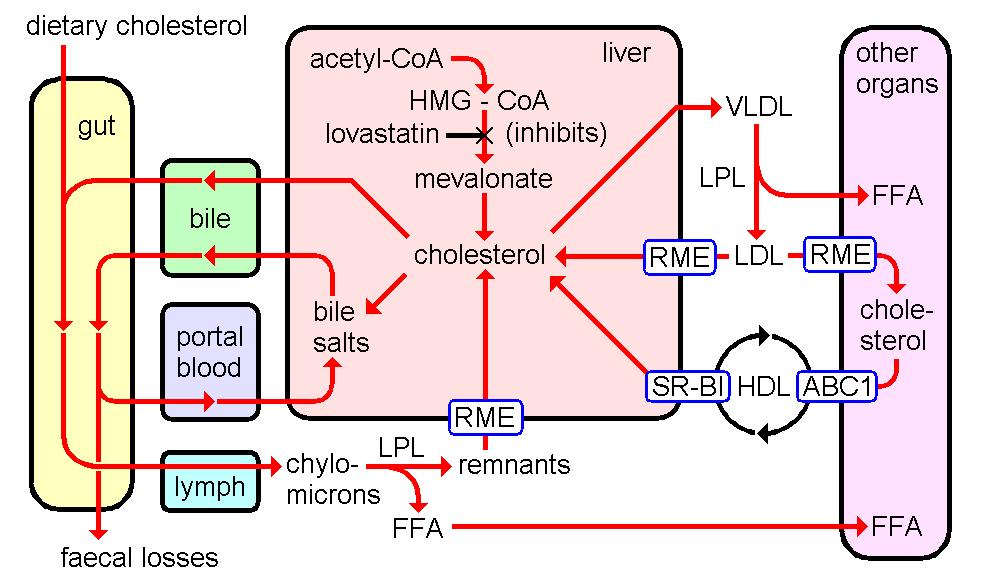 Too much cholesterol entering hepatocytes from the LDLs will inhibit