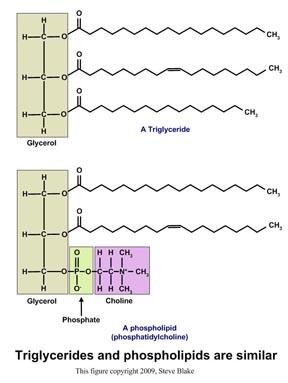 Phospholipids Most phospholipids are