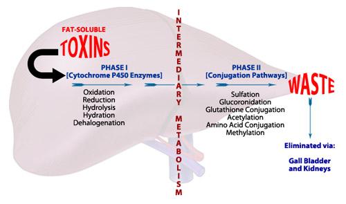 Detoxification The liver eliminates fat soluble toxins & hormones from the blood in 2 steps: phase I & phase II Phase I produces less lipophillic substances but