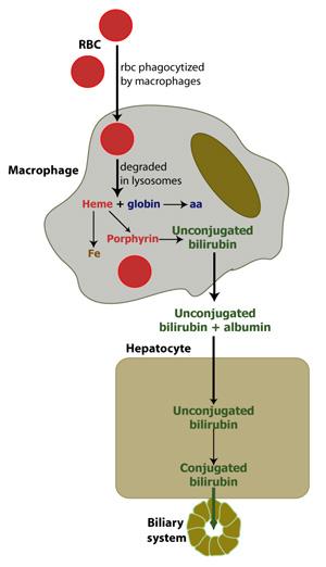 Macrophages break Hemoglobin into globin & heme Macrophages in liver, spleen or bone marrow break down old RBCs In their lysosomes, hemoglobin is degraded into heme