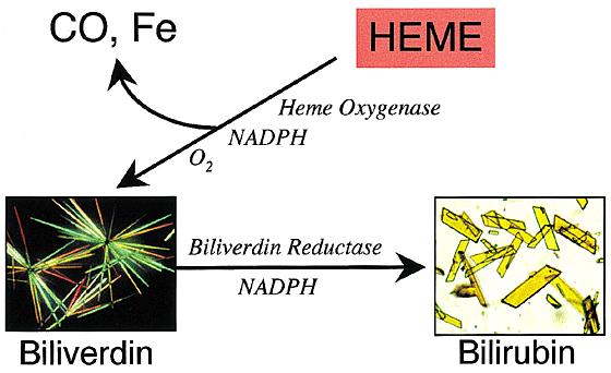 Heme is broken down to Bilirubin After iron is removed from heme, still in the macrophage, The Heme ring