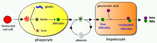 Conjugation and Excretion of Bilirubin Bilirubin exits the macrophage, bound to albumin & is transported via blood to the hepatocyte The
