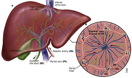 Oxygen-rich blood enters from the hepatic artery and mixes with the blood from the
