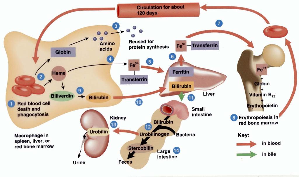 The Liver stores Iron, Fe Iron (Fe 3+ ) exits the macrophage into the blood bound to transferrin plasma protein. It goes to many parts of the body for different uses: 1.