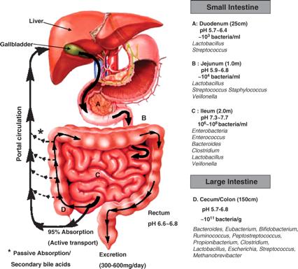 Enterohepatic Circulation of Bile Salts After excretion by the GB, 90% of Primary bile salts (cholate & chenodesoxycholate) are actively reabsobed in the ileum by Na cotransporters & returned to the