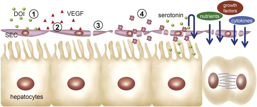 Hepatic Regeneration When injured, secretes VEGF (vasular endotheilal growth factor) VEGF makes endothelial cells of sinusoids multiply, become more permeable
