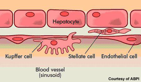 Kuppfer Cells The liver has the largest amount of Resident macrophages in the body