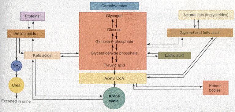 METABOLIC FUNCTIONS of the LIVER Carbohydrate: Maintains normal blood glucose levels Glycogenolysis, Glycolysis, Gluconeogenesis (makes glucose from nonsugars eg amino acids, lactic acid, )