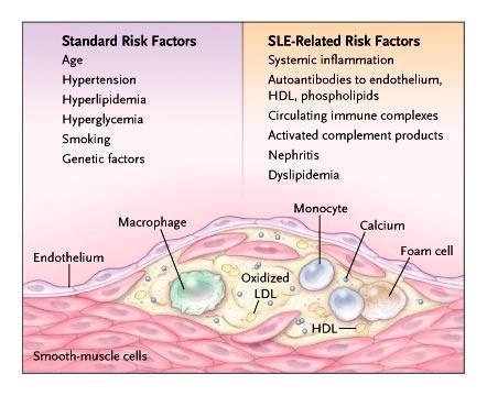 Risk Factors for Atherosclerosis and Risk Factors Related to