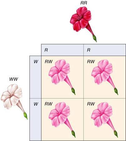 10 RR = homozygous red WW = homozygous white Neither allele is completely dominant over the other RW = pink