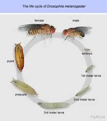 The Drosophila