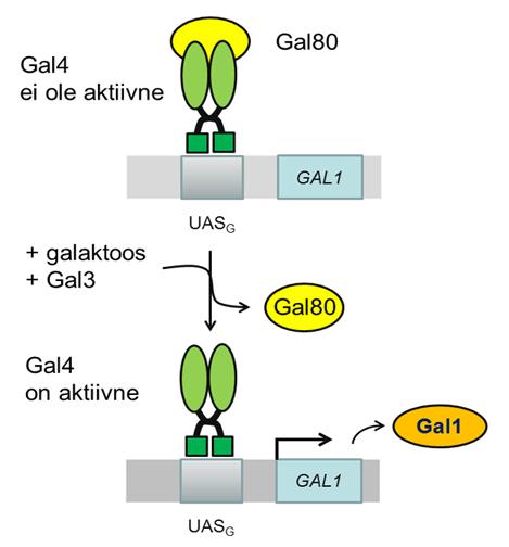 In yeast, the GAL80 protein antagonizes GAL4 ac3vity