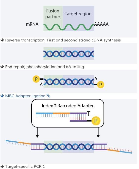 PCR (AMP ) Chemistry Workflow Total Nucleic