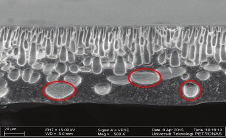 2(d) shows the cross section of PDMS/PSF composite membrane having immersion time of 180 minutes (PDMS/PSF 180).