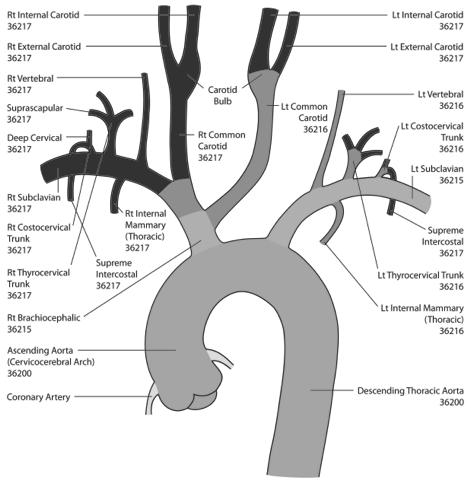 Brachiocephalic Arteries Transfemoral Approach 19  Anatomy Bovine