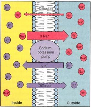 RESTING POTENTIAL Two types of ions (Na + /K + ) allow for the resting potential.