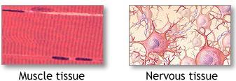 4 TYPES OF TISSUES Epithelial- protective sheets of tightly packed cells connected by special junctions.