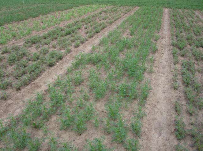 Lupins - Varieties To evaluate the commercial feasibility of yellow lupin and narrow-leaf (blue) lupin as spring grown,