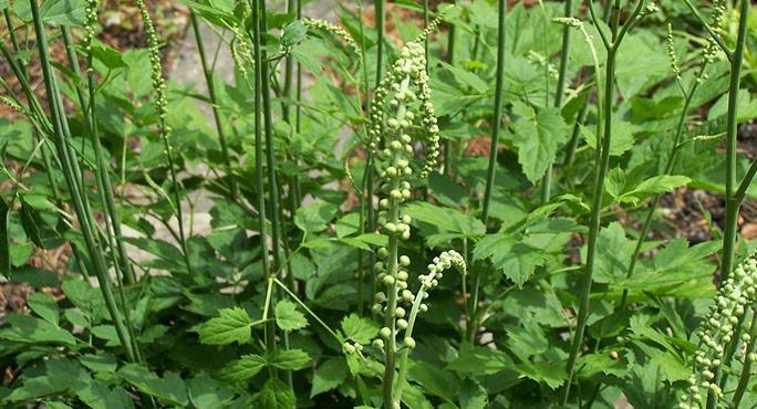 Which type?black cohosh Among the alternative therapies available for management of hot flashes, black cohosh (Actaea racemosa or Cimicifuga racemosa) is one of the most widely used.