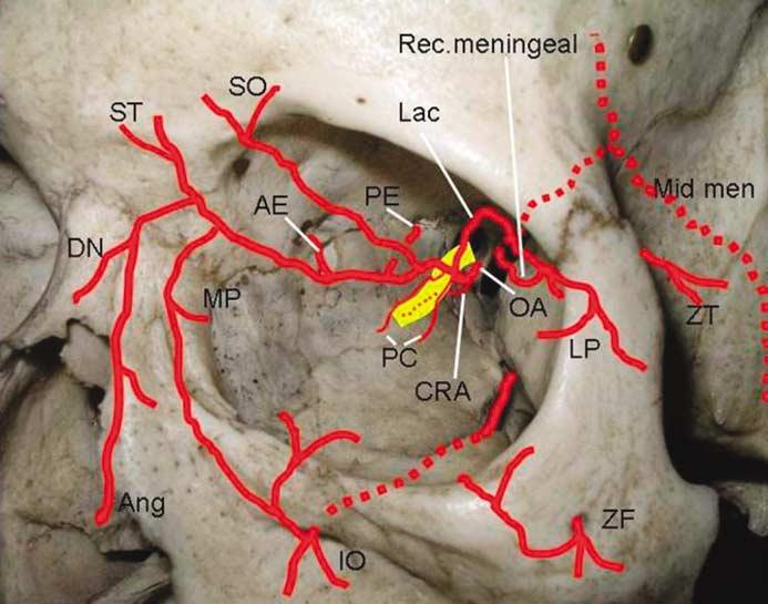 1128 Update on orbital anatomy Figure 12 Arterial supply to the orbit. Note the anastomoses between external and internal carotid supplies.