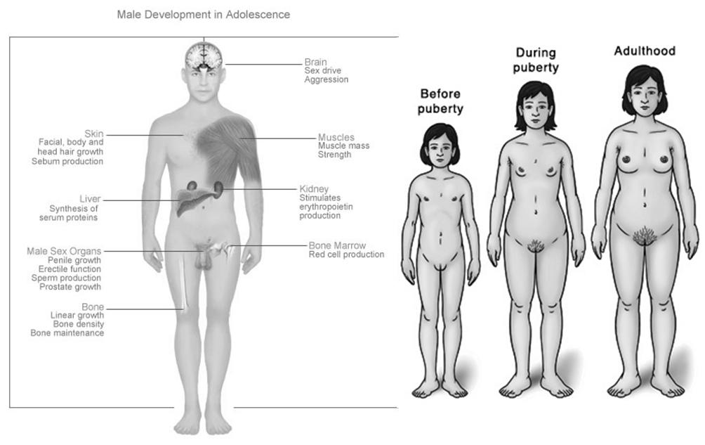 Physical Changes Characteristics of Puberty Adrenarche: activation of the adrenal glands whose hormonal stimulation is partially responsible for onset of body odor, increase in sweat rate, increase