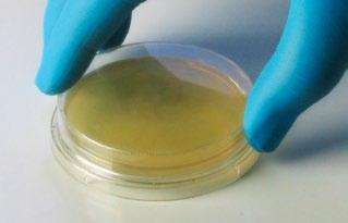 Surface Sampling Surface sampling is required on a periodic basis for each laminar air flow workbench or barrier isolator. Tryptic Soy Agar (8908-06) Remove lid.