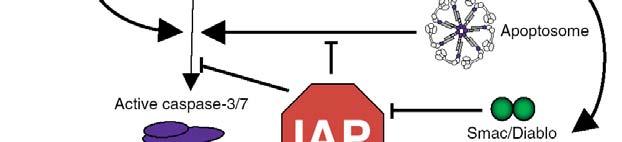(Caspase-3 und 7) IAPs are