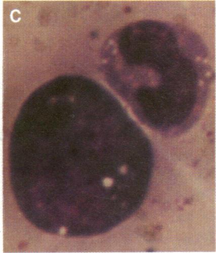 Cell Biology: Greenberger et al Proc. Natl. Acad. Sci. USA 80 (1983) 2933 'V 0..A\.. FIG. 1.