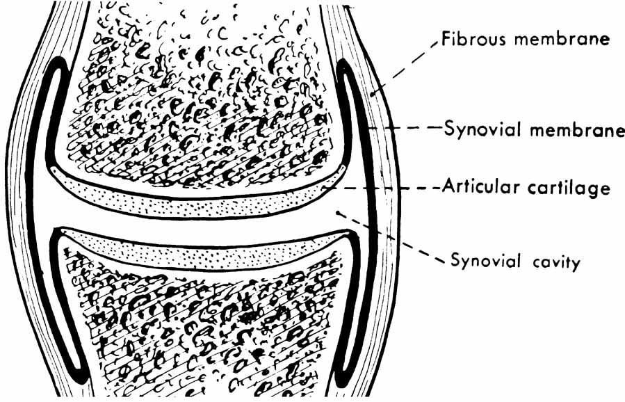 Diarthrodial: Characteristics Articular cavity Joint capsule Synovial membrane Synovial Fluid