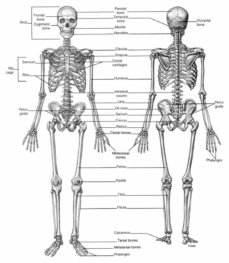 THE BONES Skeleton: provides protection, muscle attachment, & lever system Axial: skull, spinal