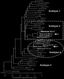 57 EUROPRRS2011, Novi Sad, Serbia Figure 1. A Phylogenetic tree based on ORF5 nucleotide sequences.