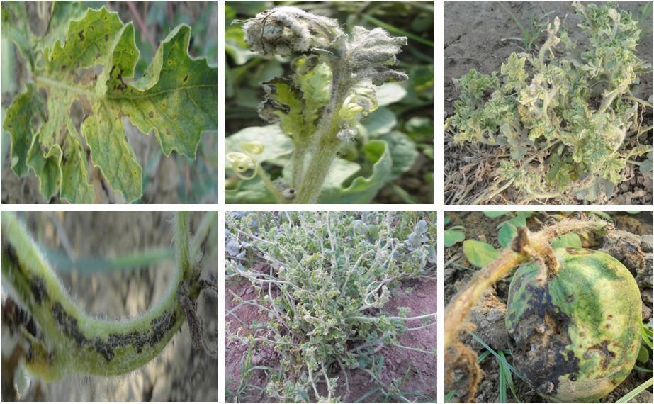 Fig.1 Symptoms of Watermelon bud necrosis virus (WBNV) in watermelon under field conditions A: necrotic spots on leaves; B: bud necrosis;