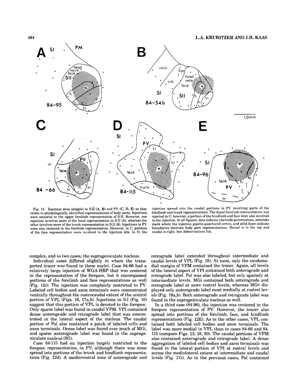 564 L.A. KRUBITZER AND J.H. KAAS C E l.ornm Fig. 12. Injection sites (stipple) in S-I1 (A, 5) and PV (C, D, E) as they relate to physiologically identified representations of body parts.