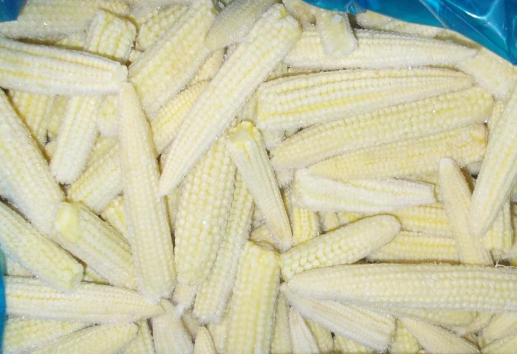 st February 206 Foodnet Ltd Page 3 of 0 5-2cm Whole Baby Corn Major blemishes This includes any discolouration/blemish due to insect damage or pathological damage greater than 6mm.