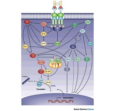 Flt-3 kinase receptor signaling FLT-3 kinase activation in hematopoietic cells
