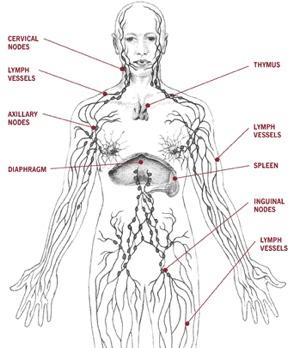 Lymphoma: cancers of the immune cells in lymph node and lymphatics Fifth most