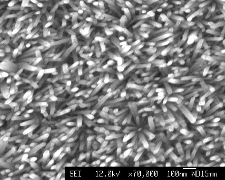 ZnO Nanorods Grown on FTO 2hr Growth