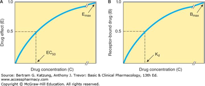 Relations between drug concentration and drug effect (A) or receptor-bound drug (B).