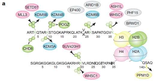 Chromatin remodeling genes