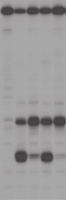 4262 Nucleic Acids Research, 2016, Vol. 44, No.
