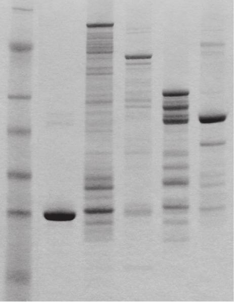 Nucleic Acids Research, 2016, Vol. 44, No.